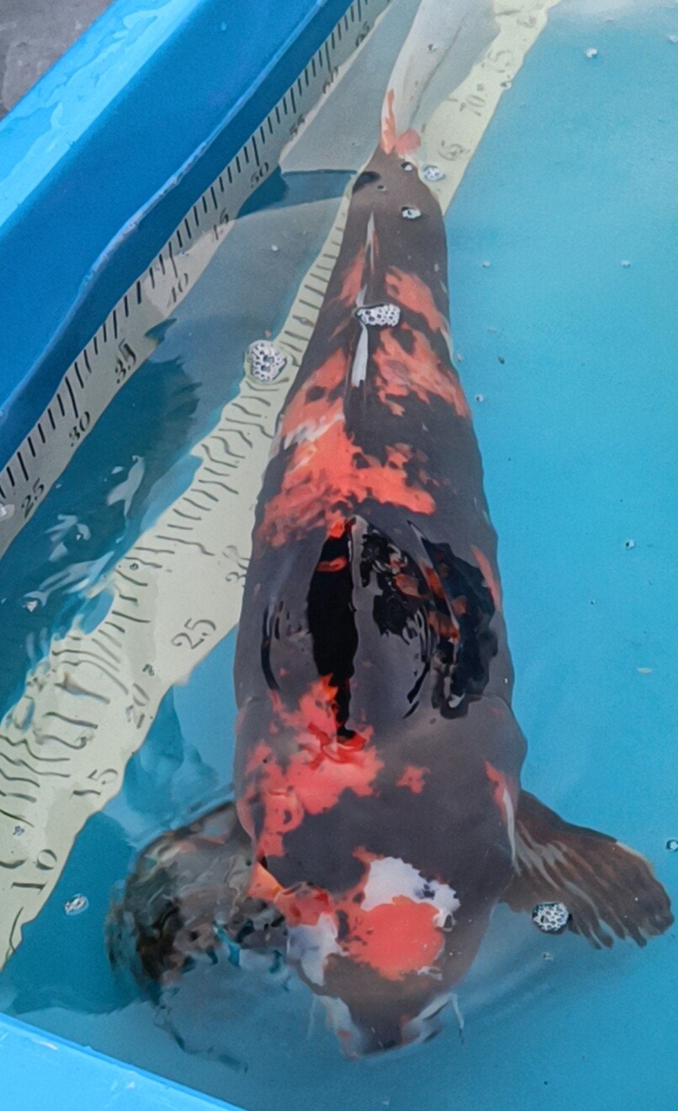 prachtige showa Ueno, Dieren en Toebehoren, Karper of Koi