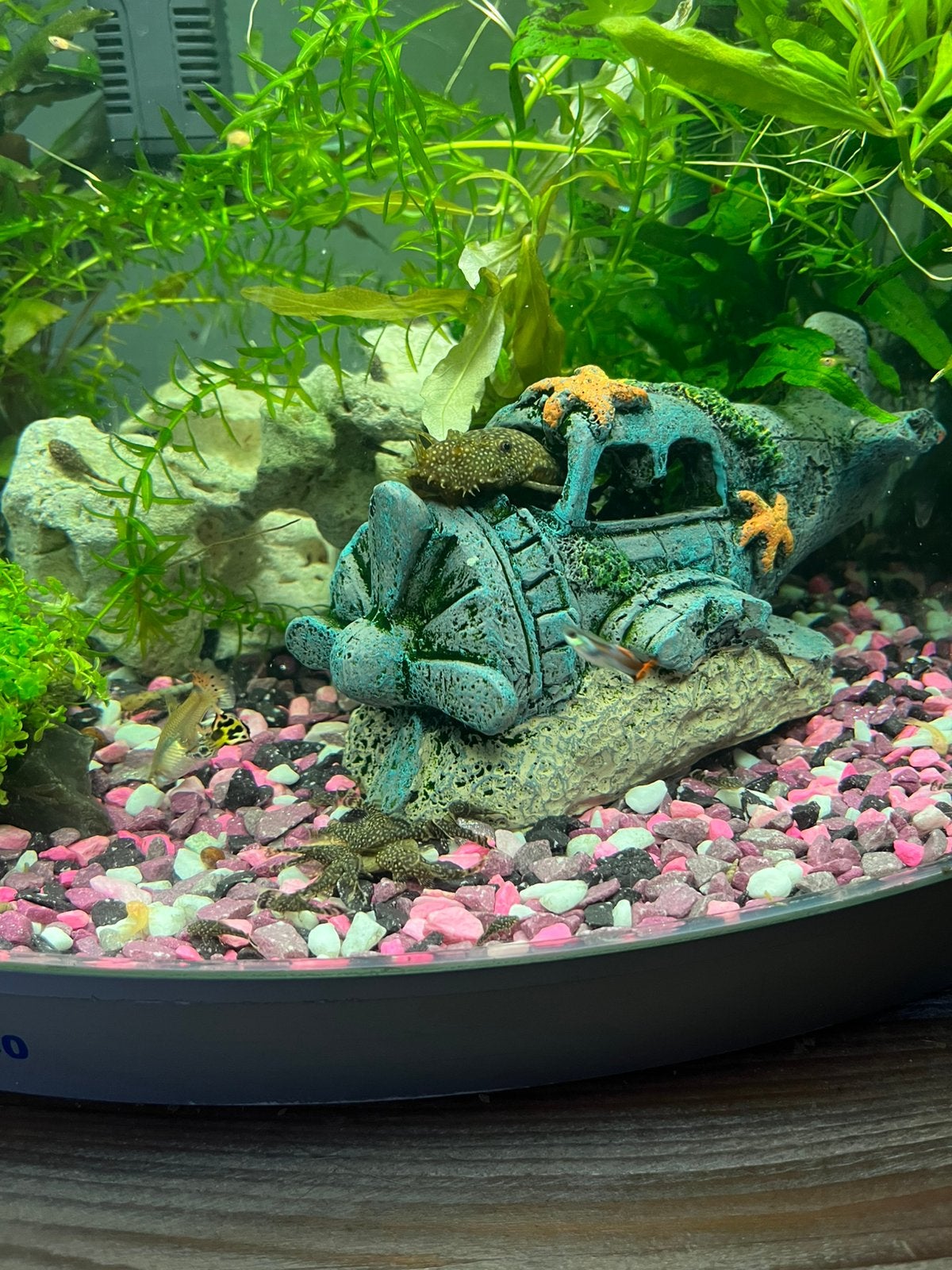 Algeneters, Dieren en Toebehoren, Vissen | Aquariumvissen, Vis