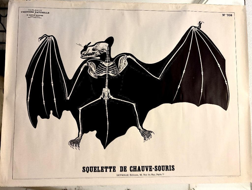 Vintage plaat  "Squelette de Chauve-Souris"  Frankrijk, Boeken, Ophalen of Verzenden, Natuur algemeen, Onbekend, Gelezen