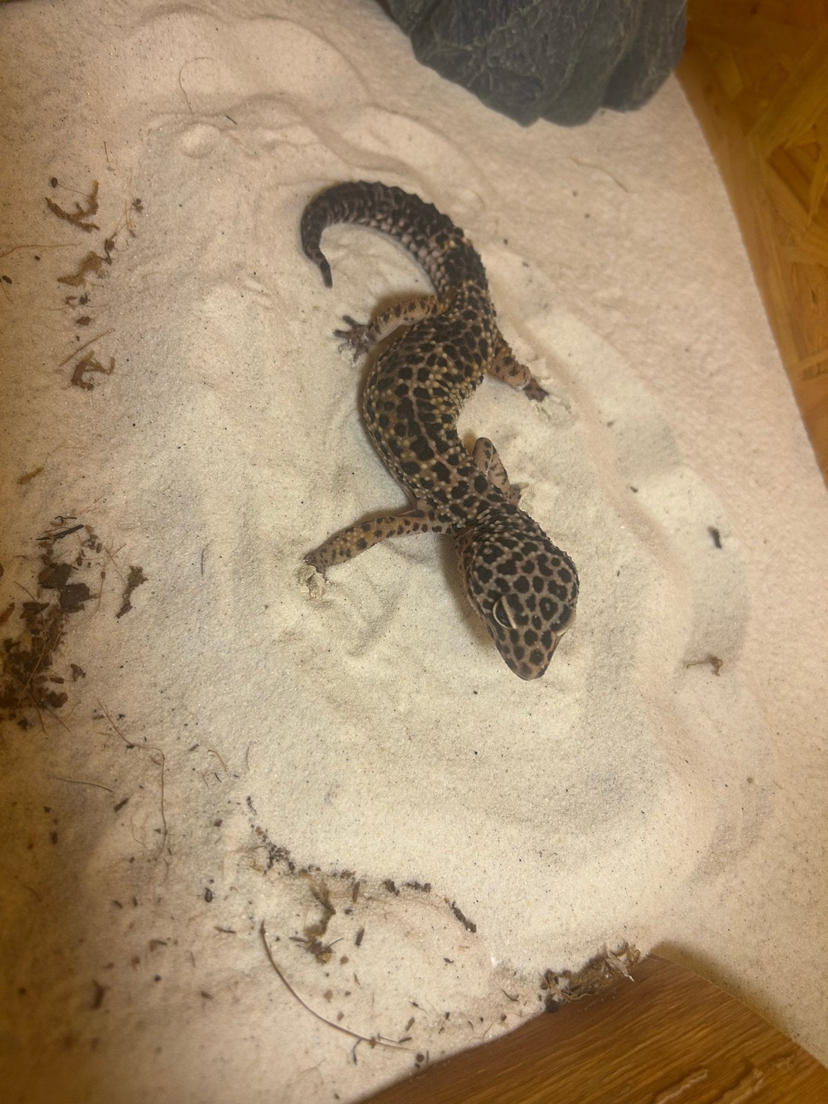 Luipaard gekko met terrarium, Hagedis, Met terrarium, 0 tot 2 jaar