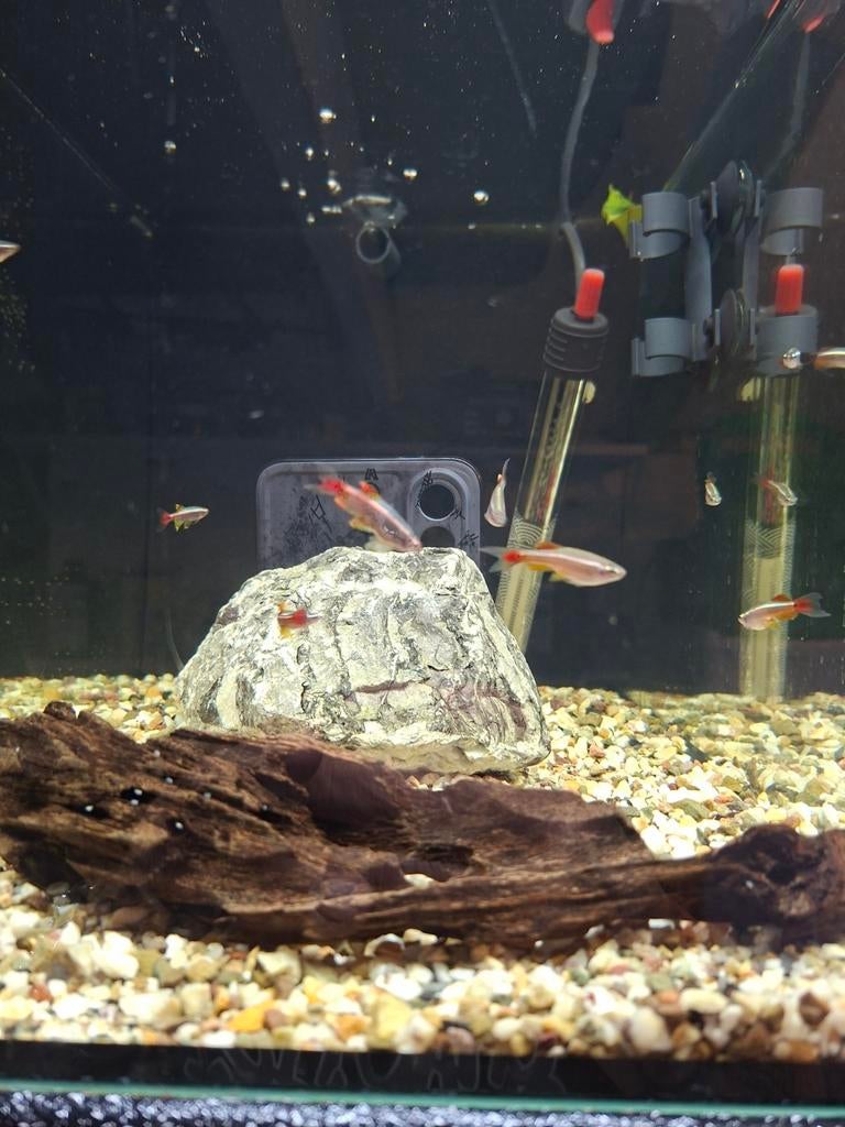 Chinese sluier danio, Dieren en Toebehoren, Vissen | Aquariumvissen, Vis