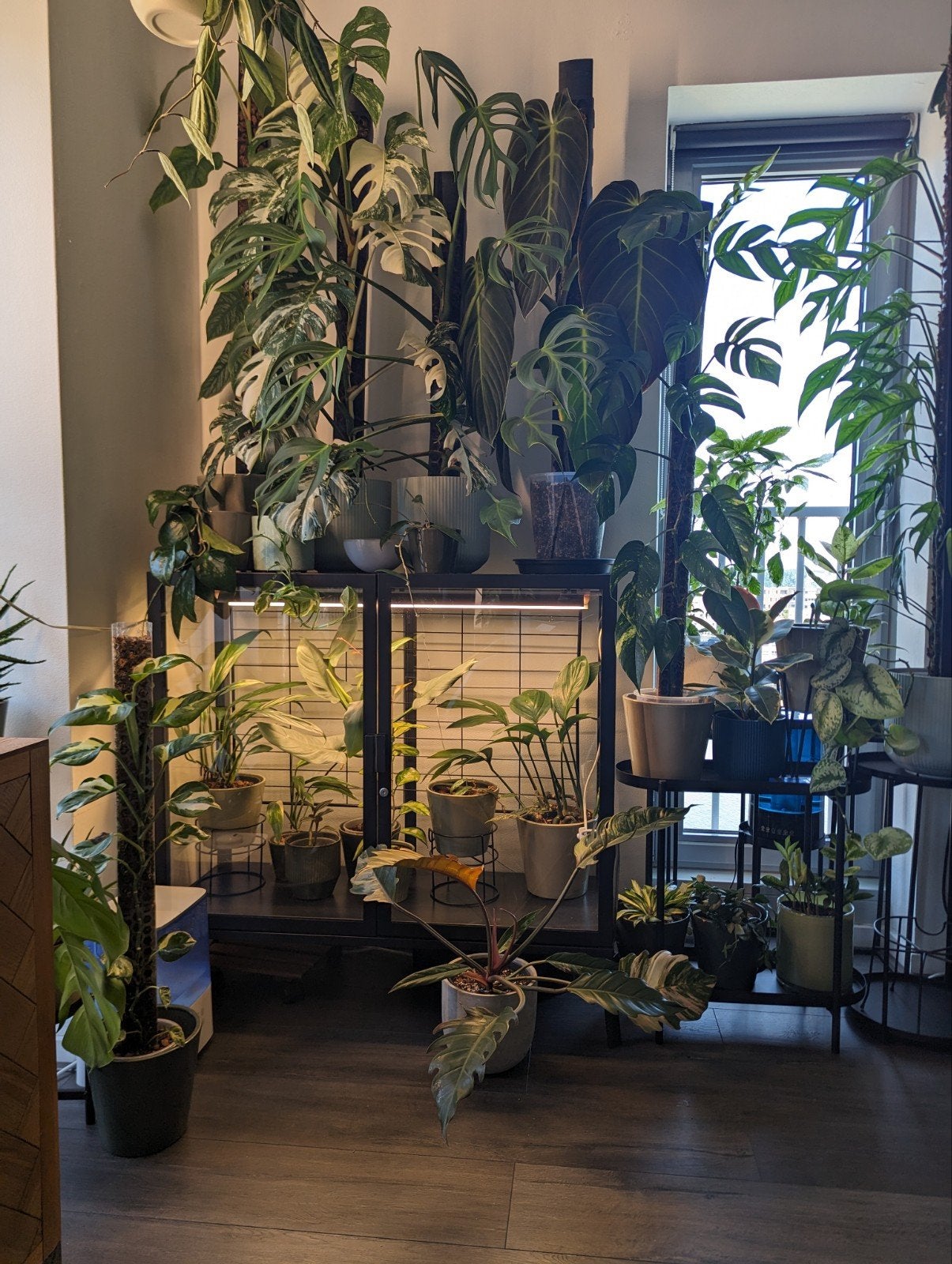 Milsbo vitrinekast inclusief plant verlichting, Ophalen, 100 tot 150 cm, 50 tot 100 cm, Zo goed als nieuw