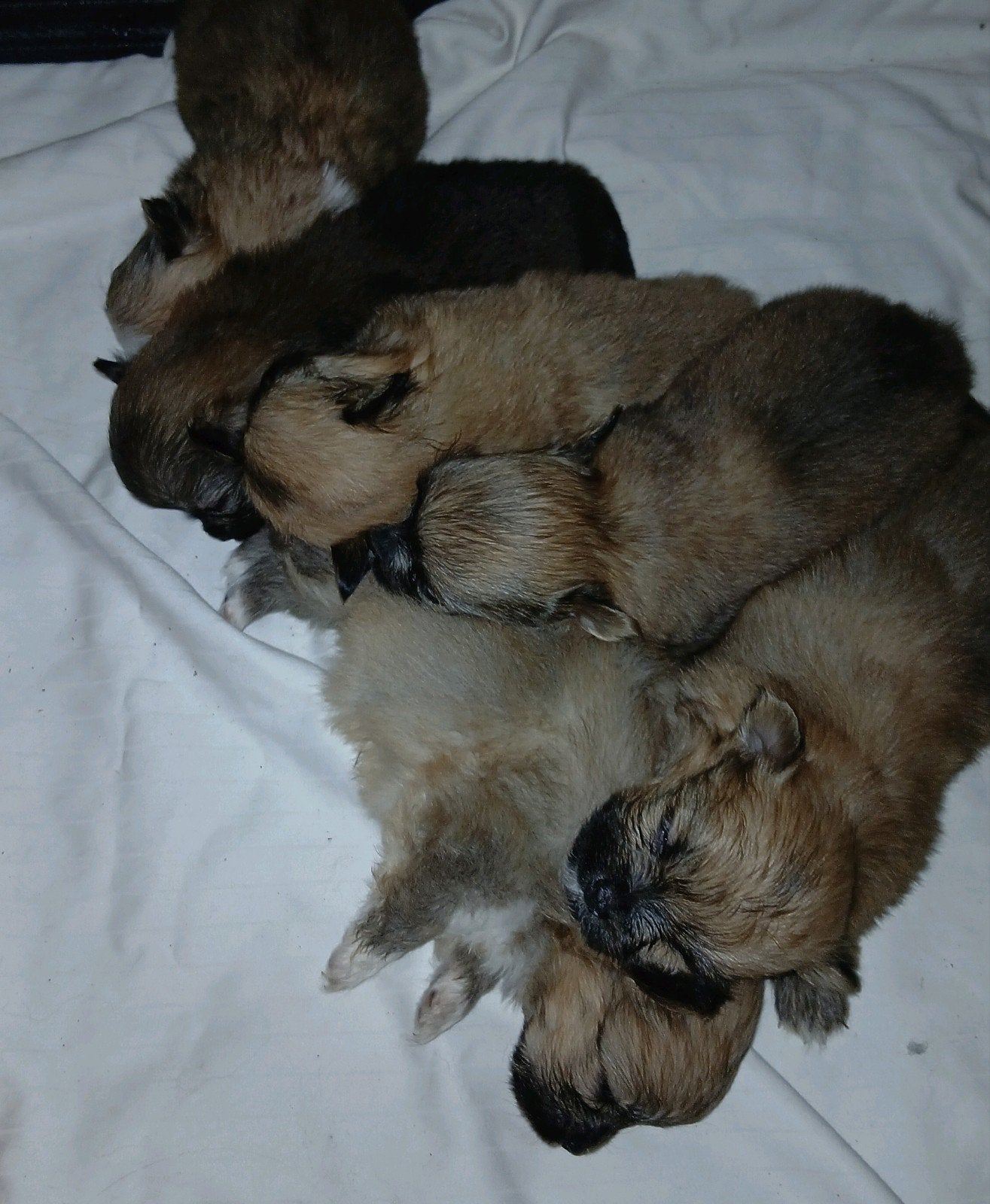 Pomchi pups, Dieren en Toebehoren, Honden | Niet-rashonden, Parvo, 8 tot 15 weken, Meerdere, Meerdere dieren