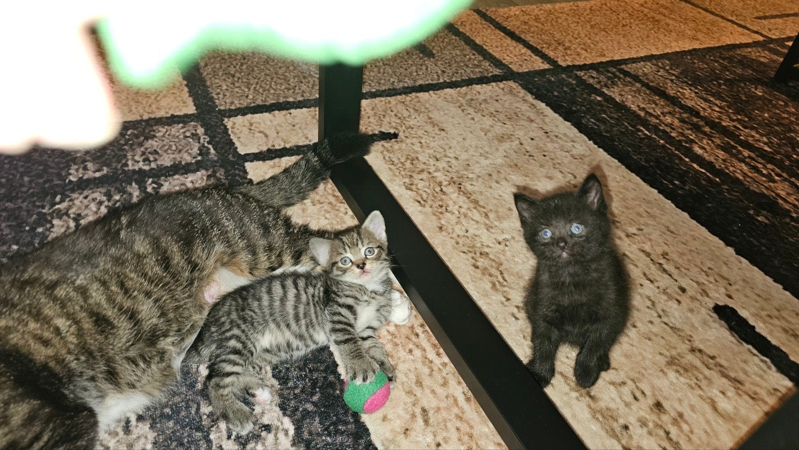 Kittens, Dieren en Toebehoren