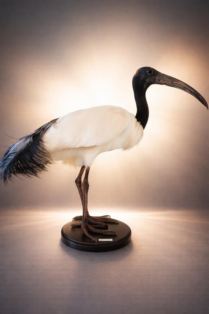 Opgezette Heilige Ibis, Ophalen, Vogel, Opgezet dier