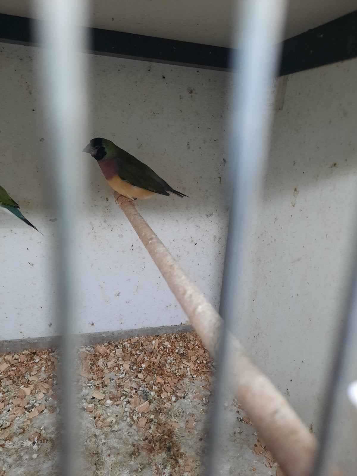 Gouldamadine, Meerdere dieren