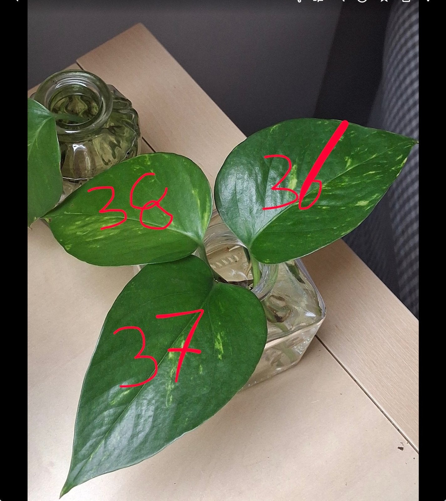 Diverse stekjes en plantjes te koop, Overige soorten, Vaste plant, Ophalen of Verzenden, Bloeit niet