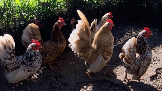 Broedeieren Serama, Dieren en Toebehoren, Geslacht onbekend