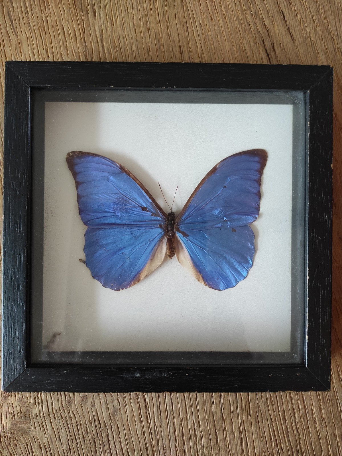 Vlinder in lijst - Morpho Menelaus, Ophalen of Verzenden, Gebruikt