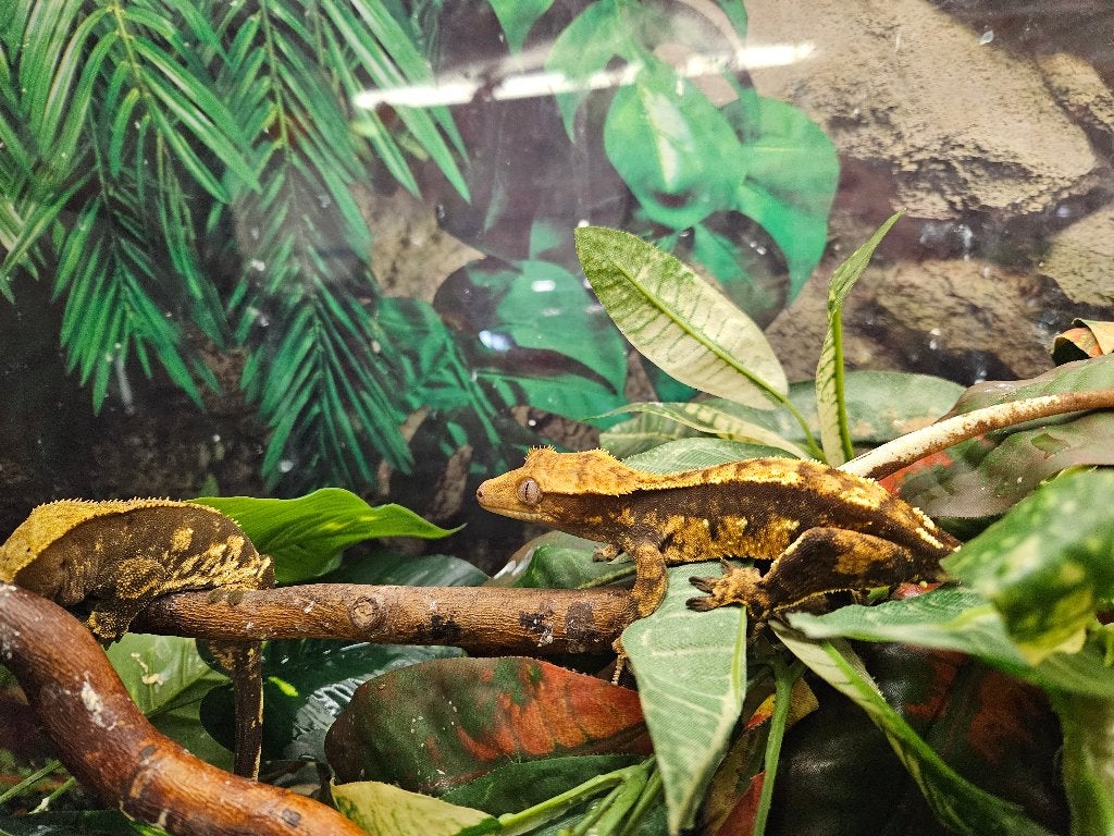 Correlophus ciliatus Wimpergekko's Crested Gecko photo 13