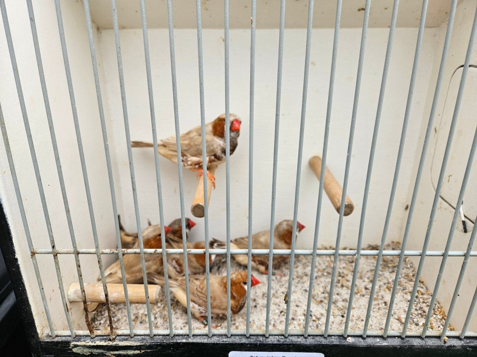 Grote groep oranjeborst zwartborst bruin &oranjeborst bruin, Dieren en Toebehoren, Vogels | Overige Vogels, Meerdere dieren, Tropenvogel