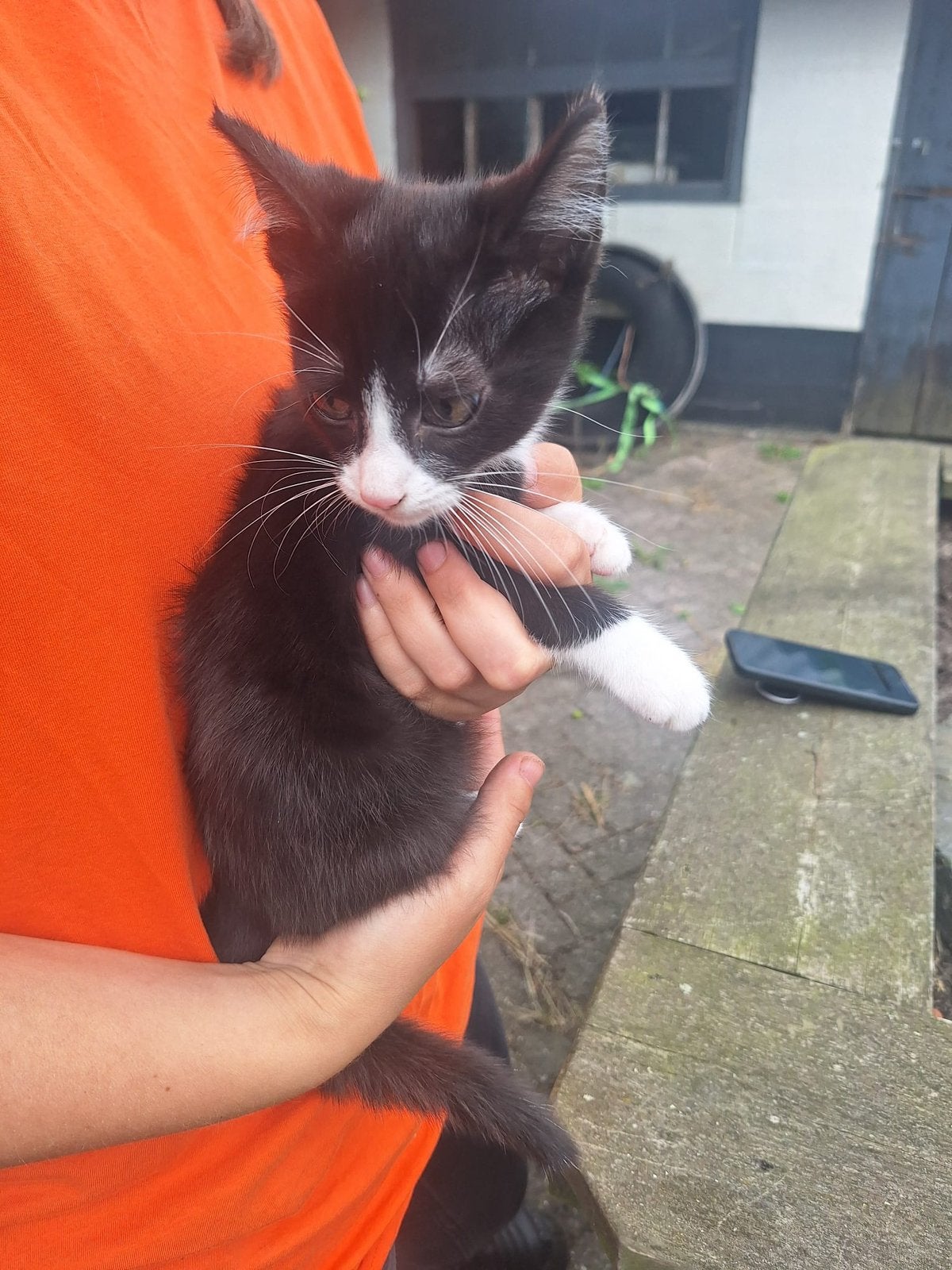 Lieve kittens te koop, Meerdere dieren, Kortharig, 0 tot 2 jaar