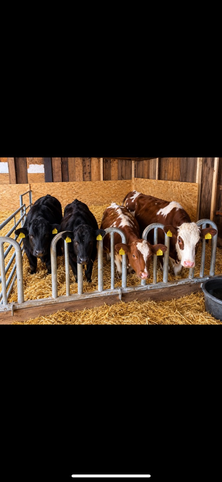 Kalveren, Dieren en Toebehoren, Vrouwelijk