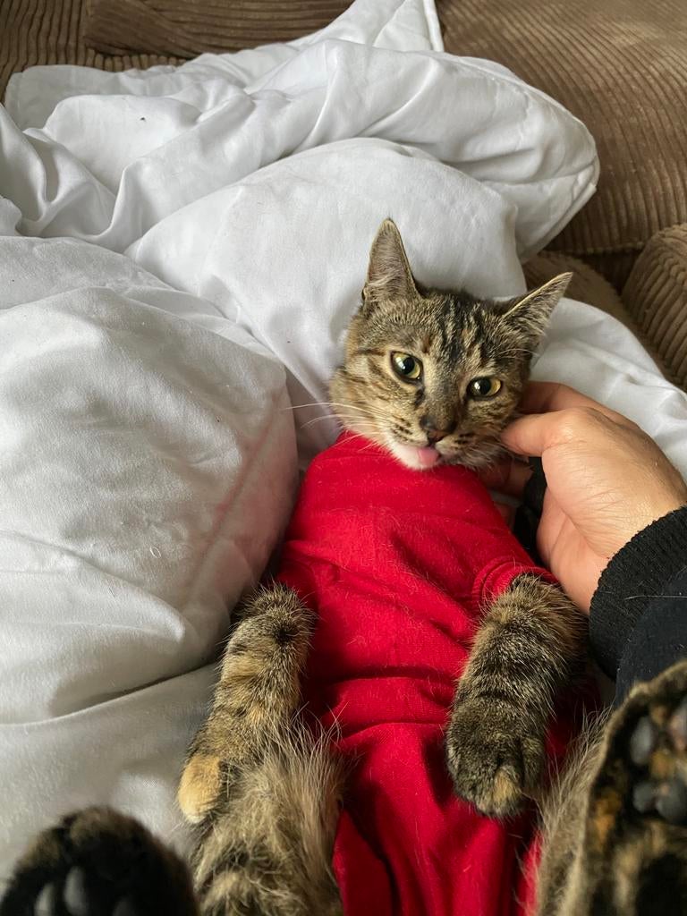 EU kortharige kat, gestriliseerd, 5 jaar oud, een schatje!, Poes, Ontwormd, 6 jaar of ouder