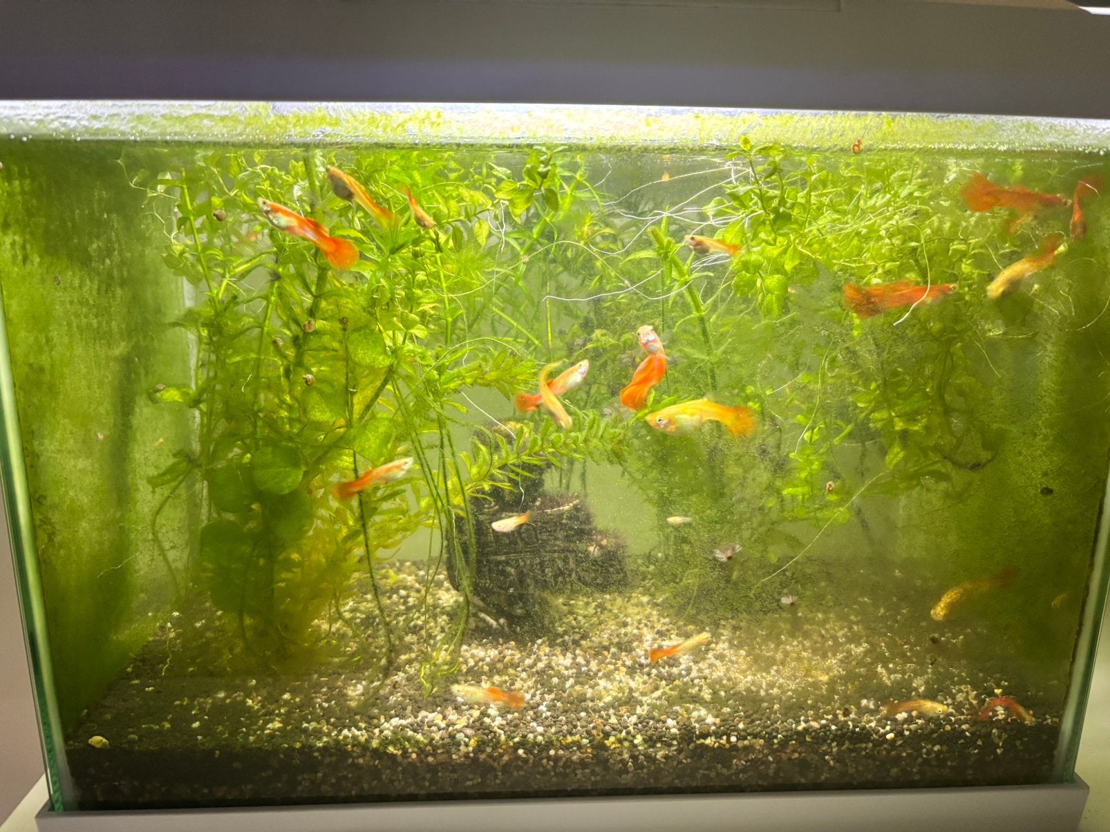 Guppen, Overige typen, Zoetwatervis