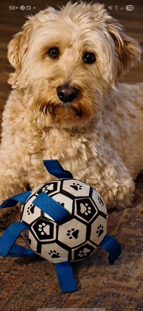 Dekreu  goldenirishdoodle (Embark getest (NIET TE KOOP), Reu, Parvo, Eén hond, 3 tot 5 jaar