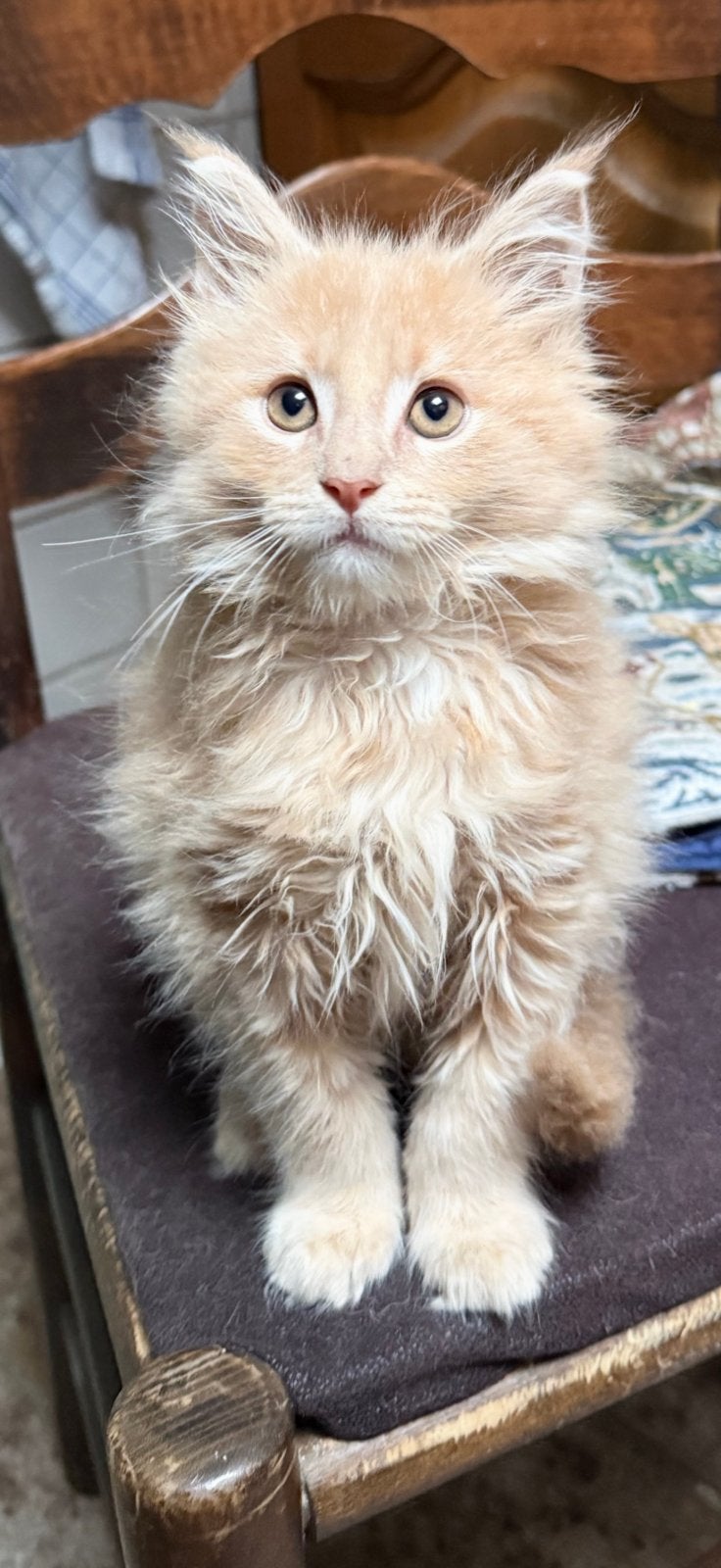 MAINE COON KATERTJE, MOEDER MET STAMBOOM VADER RUSSISCH., Dieren en Toebehoren, Kater, Ingeënt