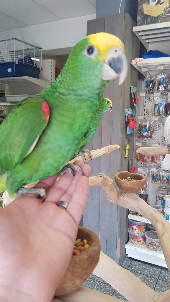 tamme jonge dubbel geelvoorhoofd amazone, Dieren en Toebehoren, Meerdere dieren, Papegaai, Tam