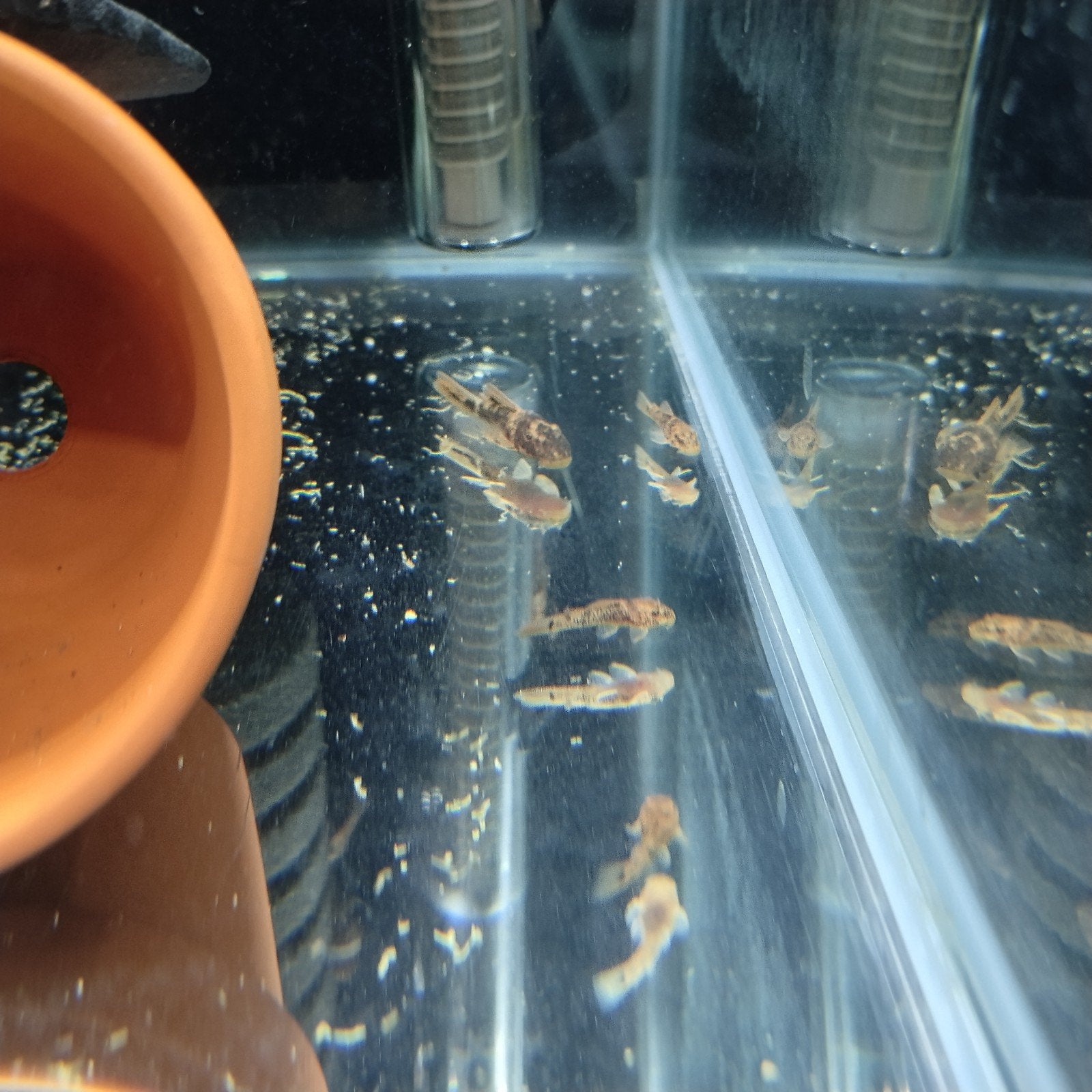 Red Argus Ancistrus, Dieren en Toebehoren, Vissen | Aquariumvissen, Vis, Zoetwatervis
