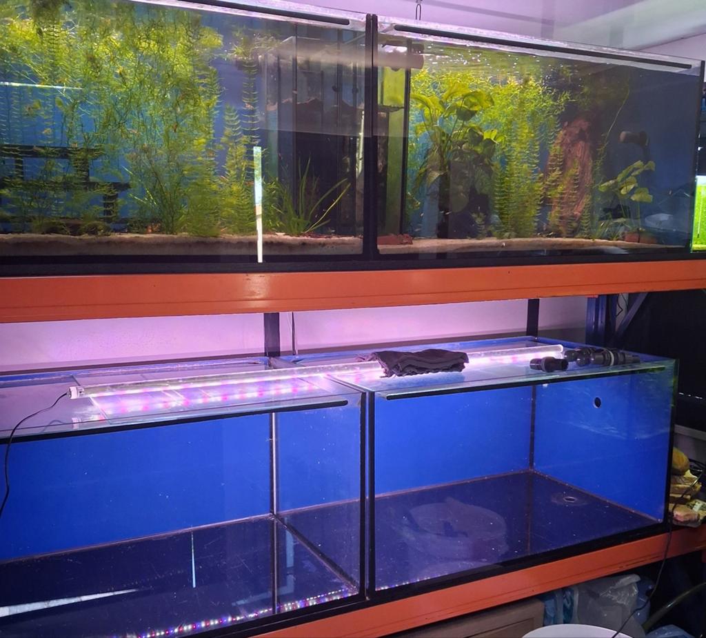 2 ruime (kweek) aquariums, Ophalen, Gebruikt, Leeg aquarium