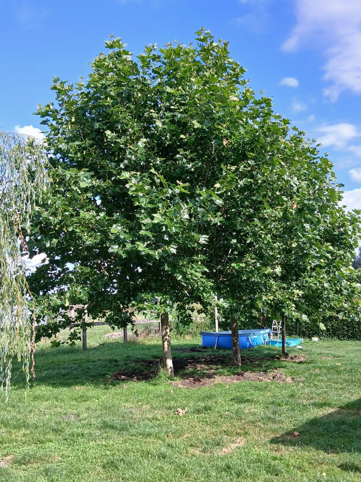 3 (dak)plataan bomen, Tuin en Terras, Bloeit niet, Overige soorten, 400 cm of meer, Ophalen