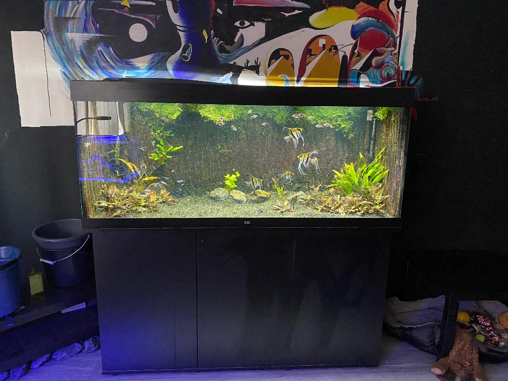 Juwel Rio 450, all in., Dieren en Toebehoren, Vissen | Aquaria en Toebehoren, Ophalen, Gebruikt, Inclusief vissen, Gevuld zoetwateraquarium