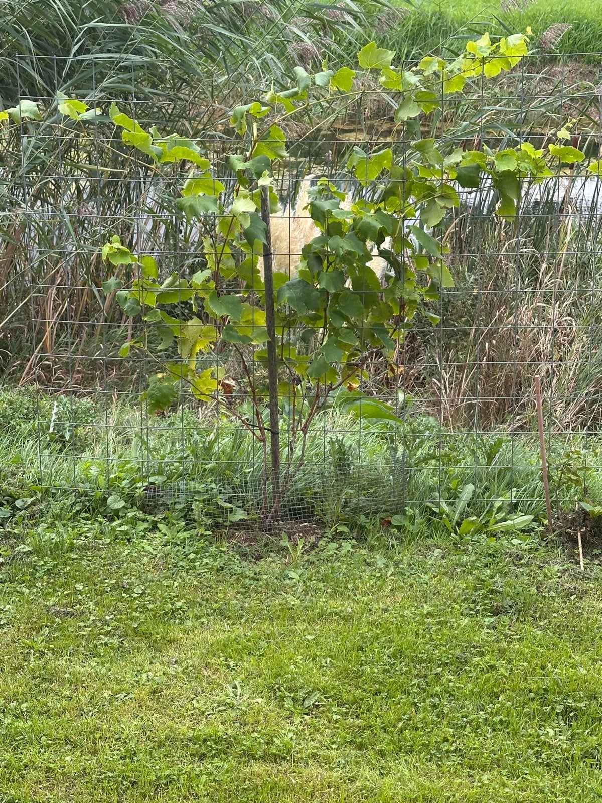 Druiven plant wit, Overige soorten, 100 tot 250 cm, Zomer, Ophalen