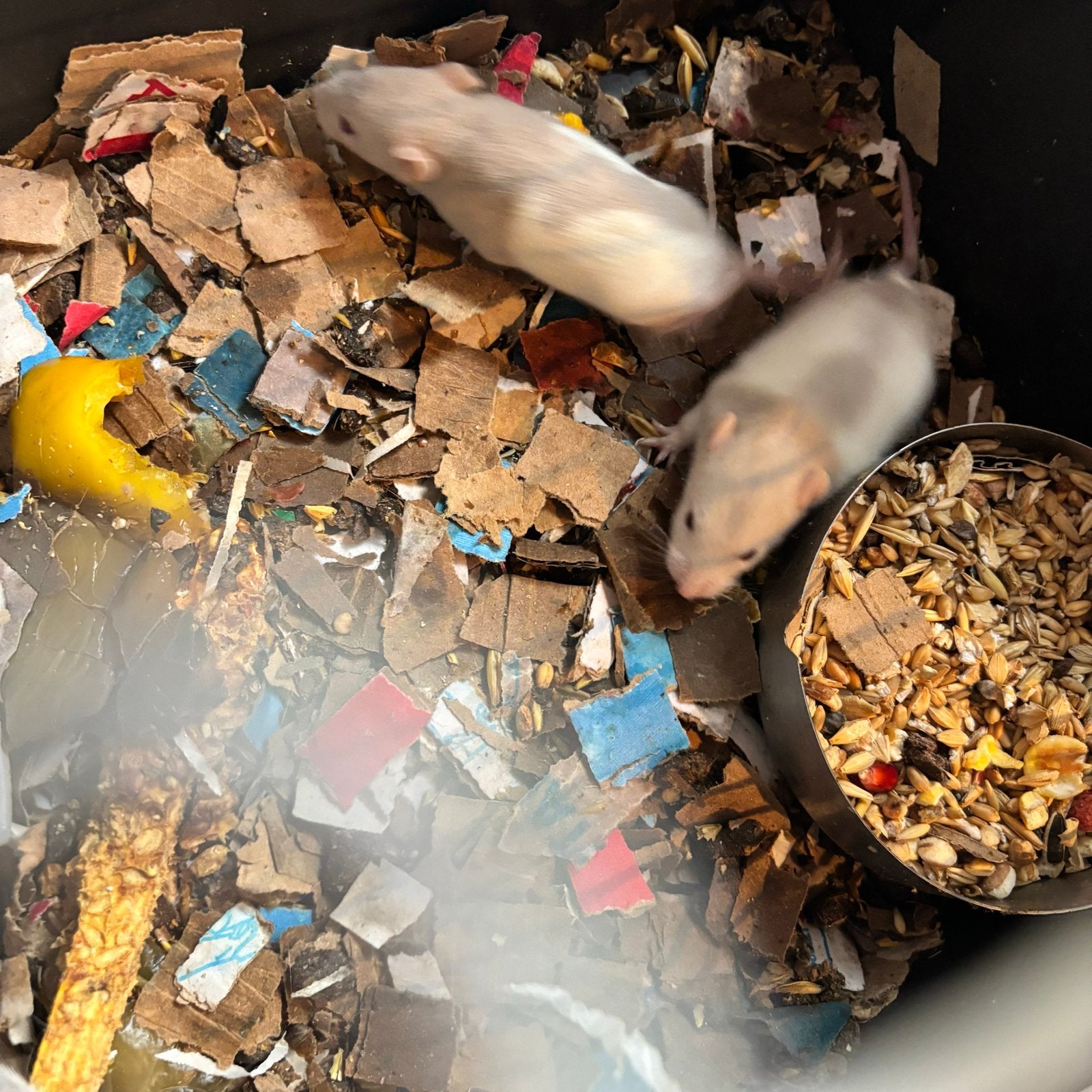 VOER ratten te koop. Zijn niet tam, Dieren en Toebehoren, Knaagdieren, Juli, Meerdere dieren, Rat