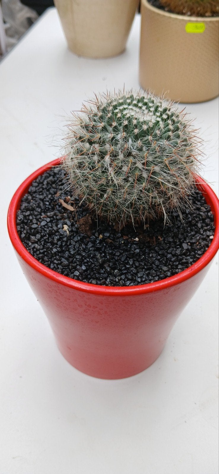 Mammilaria cactus in rode pot, Huis en Inrichting, Kamerplanten, Ophalen of Verzenden, Cactus, Volle zon, Minder dan 100 cm