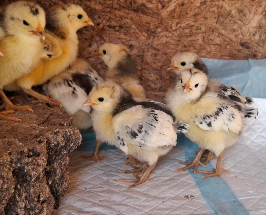 Lakenvelder kuikens, Dieren en Toebehoren, Pluimvee, Geslacht onbekend, Kip