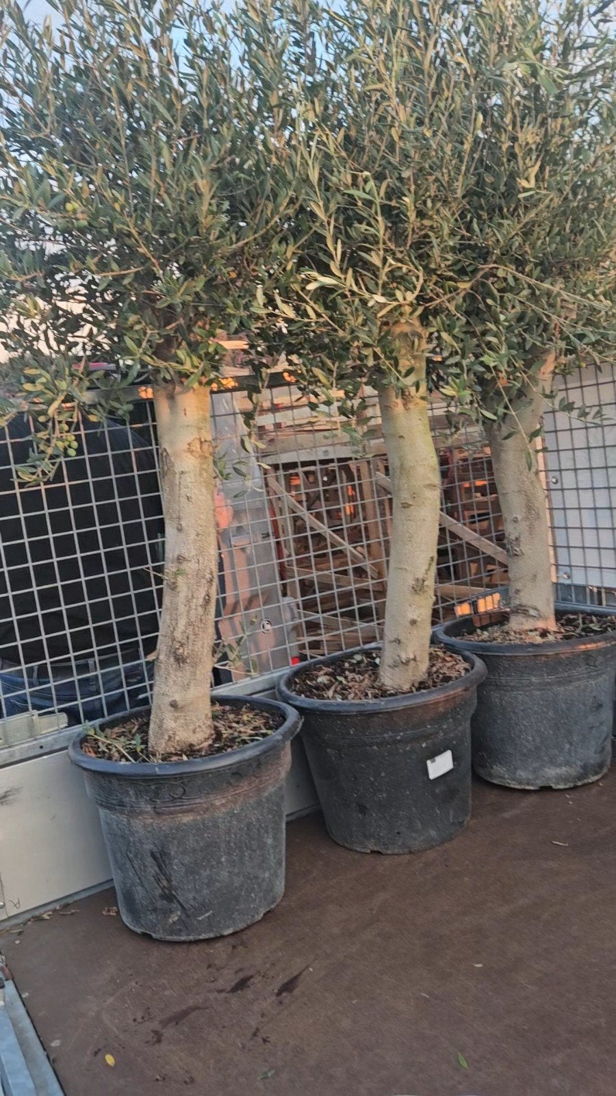 Olijfbomen dikke stam: 125 euro,  gratis bezorgd Hilversum, Volle zon, Ophalen of Verzenden, 100 tot 250 cm, Olijfboom