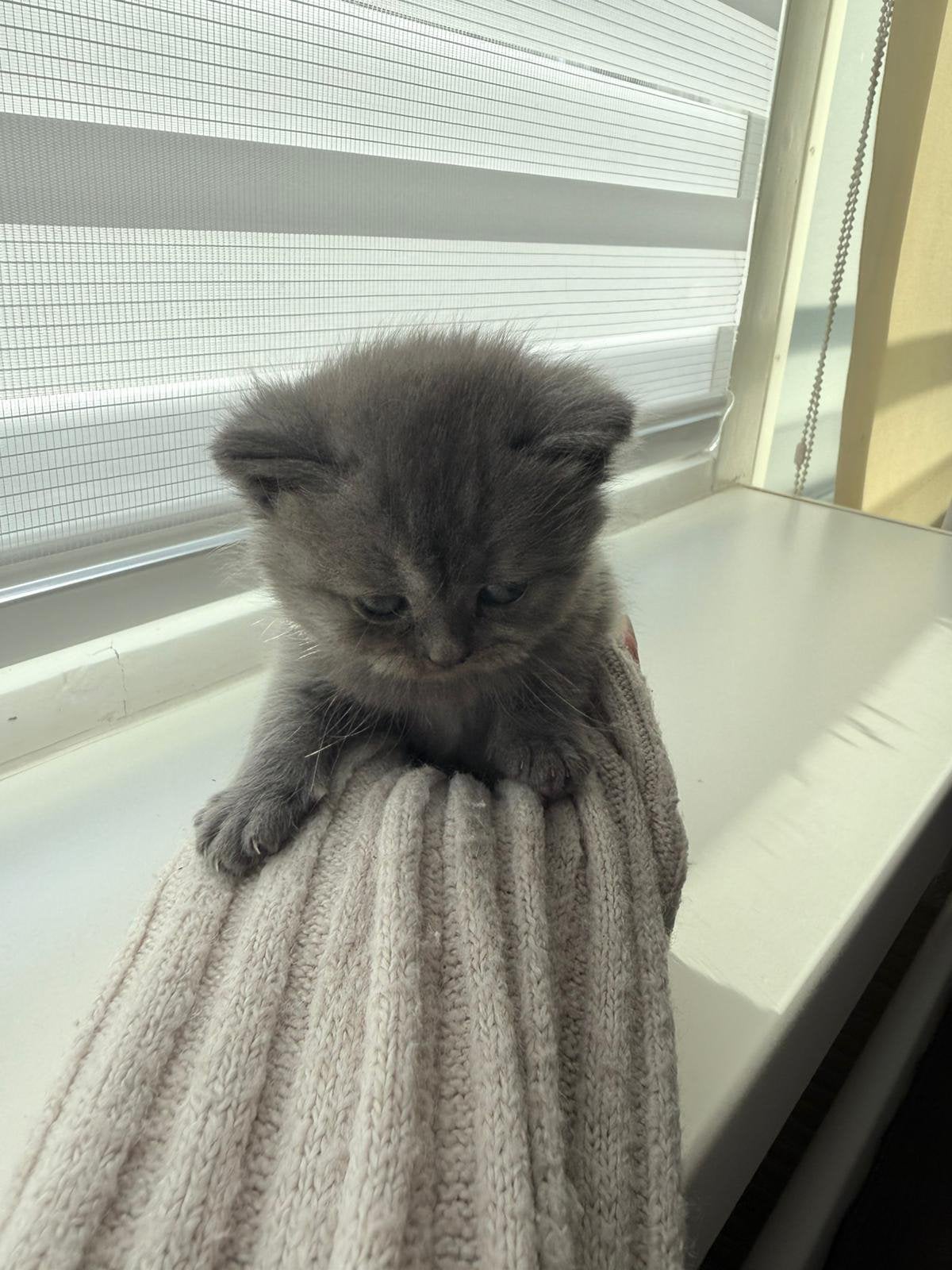 Kittens klaar voor hun nieuwe thuis, Meerdere dieren