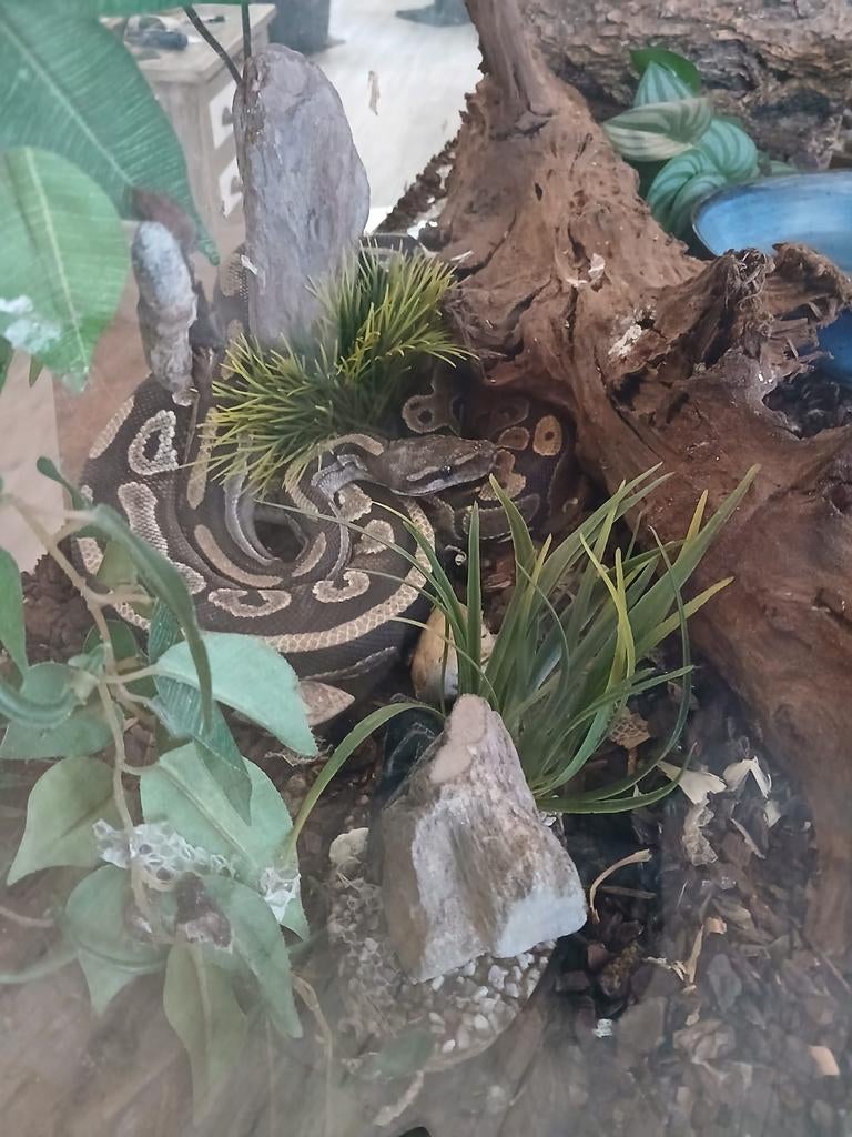 Python regius, Slang, 3 tot 6 jaar