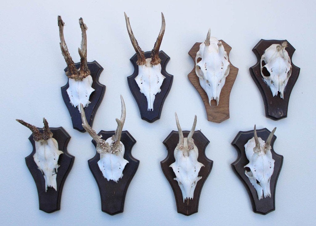 OPRUIMING : 8 x REE GEWEI op houten schild met kaakdeeltjes
