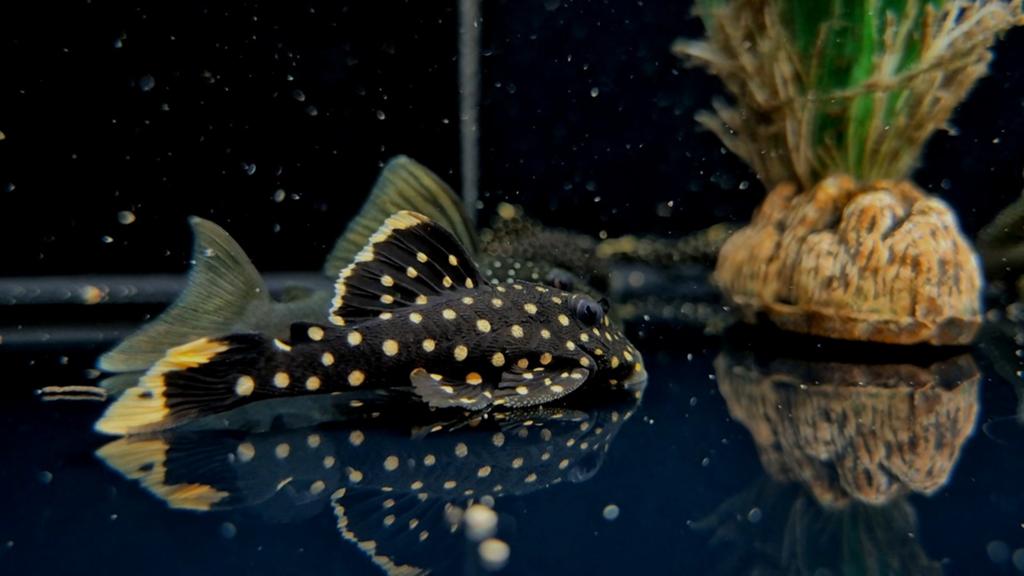 L018 Golden nugget pleco, Dieren en Toebehoren, Vissen | Aquariumvissen, Vis, Zoetwatervis