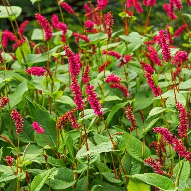 Duizendknoop - Persicaria amplexicaulis, Vaste plant, Halfschaduw, Zomer, Ophalen
