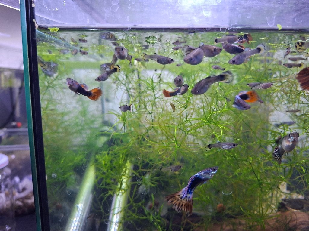 Gezonde kleurrijke guppen, Vis, Zoetwatervis, Schoolvis