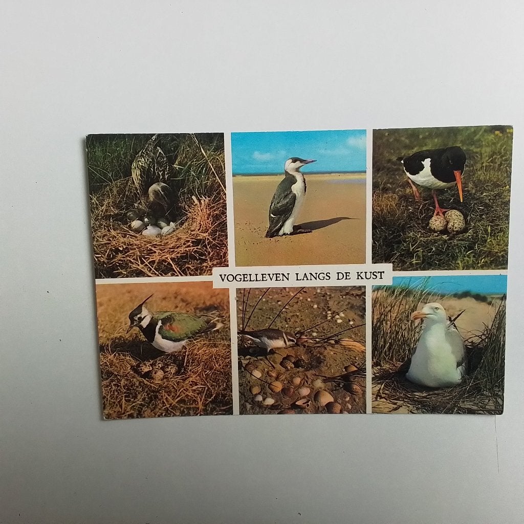 Vogelleven langs de kust, Verzamelen, Ophalen of Verzenden, Ongelopen
