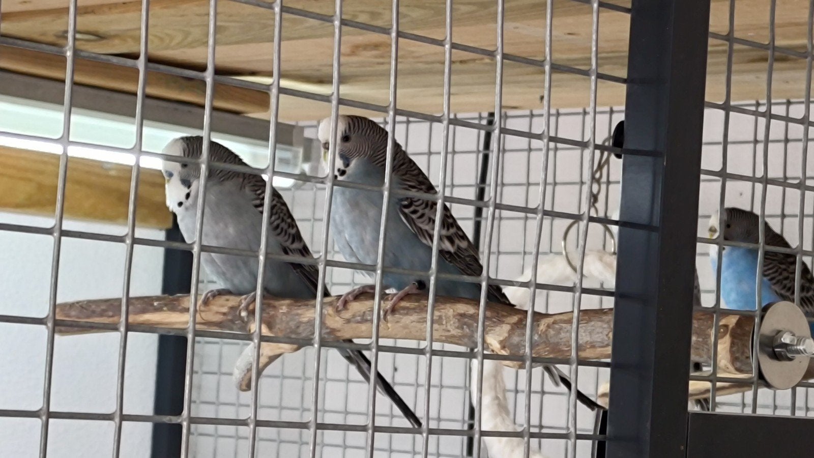 Grasparkieten, Dieren en Toebehoren, Vogels | Parkieten en Papegaaien, Meerdere dieren, Parkiet