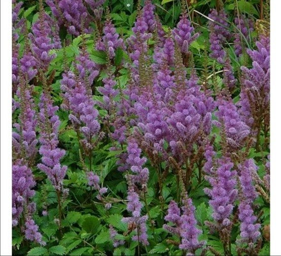 12x Astilbe chinensis 'Pumila', pluim Spirea, p9 pot, Tuin en Terras, Vaste plant, Halfschaduw, Zomer, Ophalen
