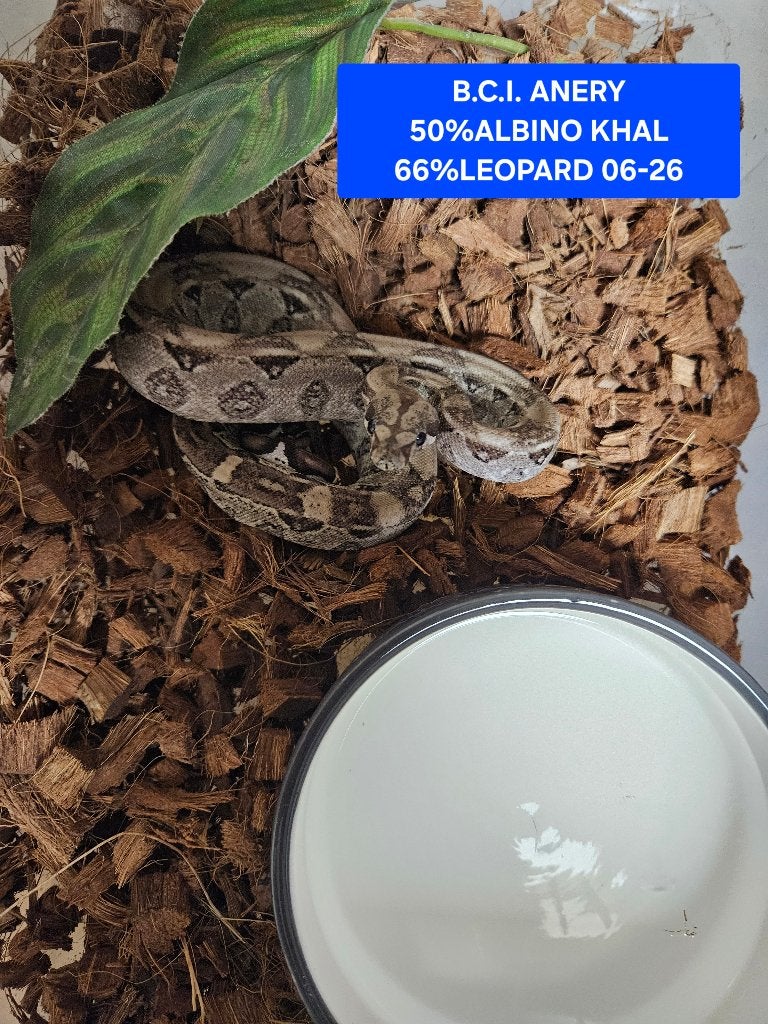 Boa Constrictor Afgodslang Boa Constrictor photo 6