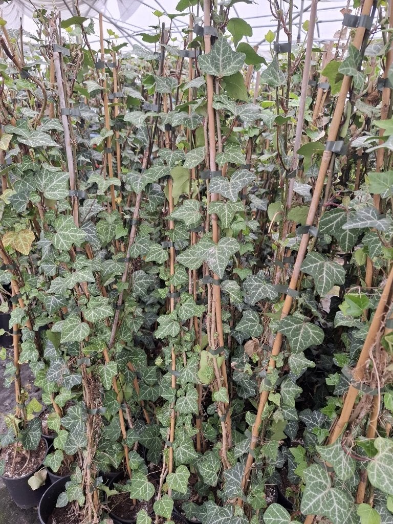 hedera helix Plattensee klimop, Tuin en Terras, Ophalen, Vaste plant, Bloeit niet, Halfschaduw