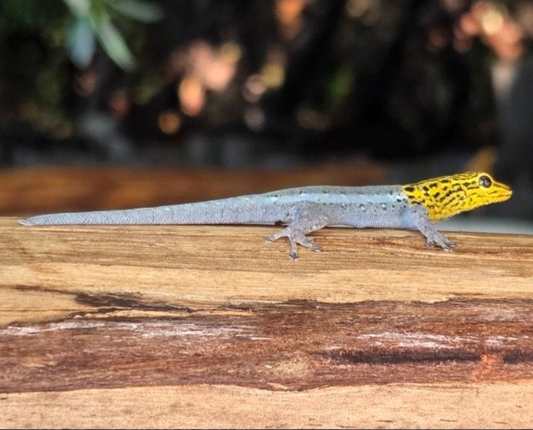 GEZOCHT! Lygodactylus soorten. (excl. Williamsi), Hagedis, 0 tot 2 jaar