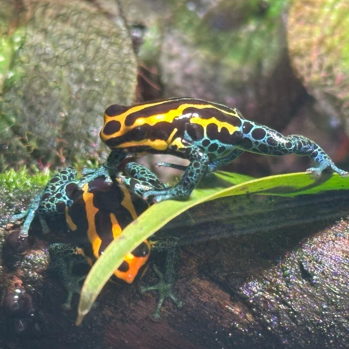Ranitomeya amazonica 'Golden'