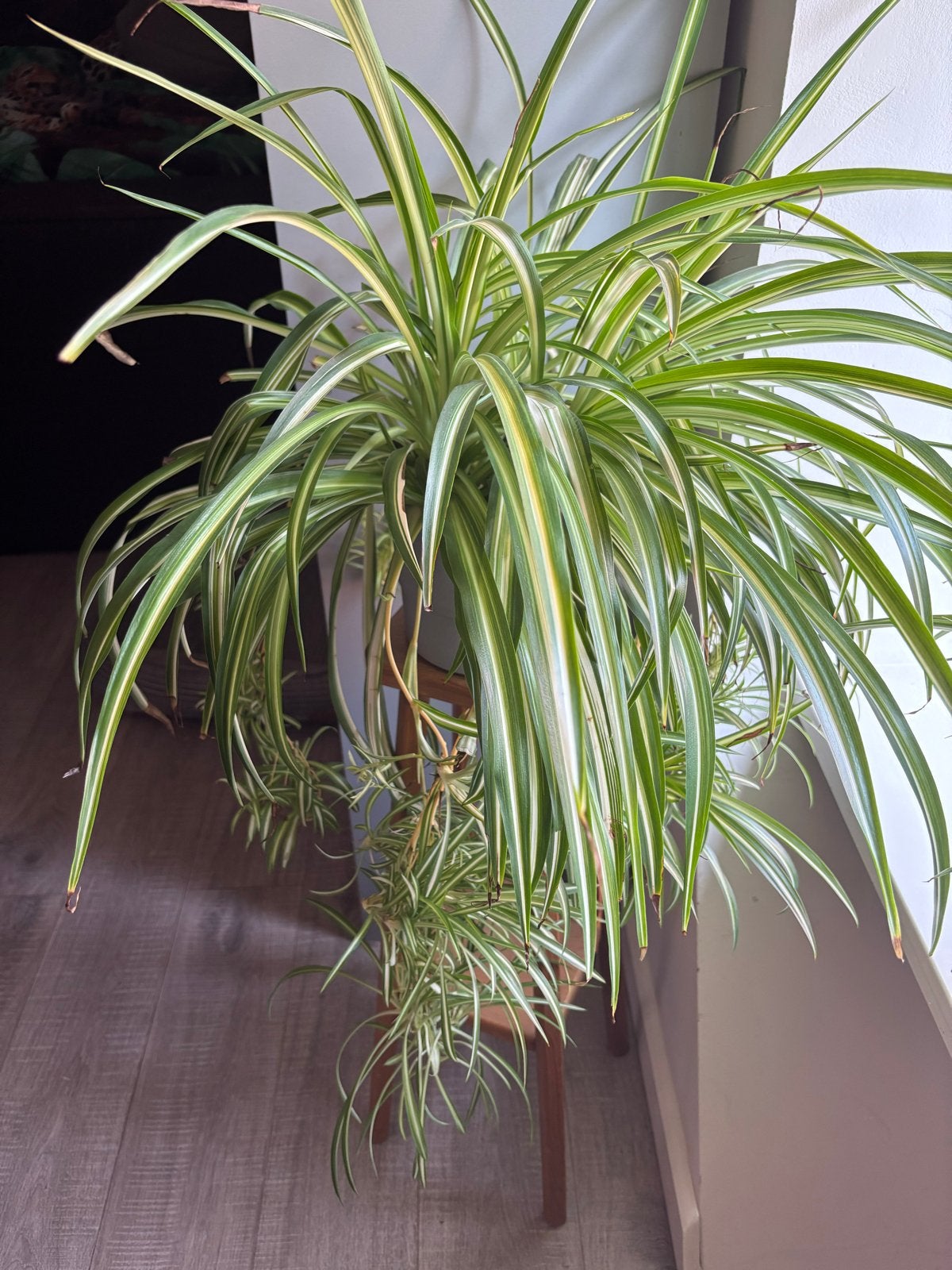 Chlorophytum variegata (spinnenplant) met veel stekjes, Volle zon, Vaste plant, Bloeit niet, Ophalen