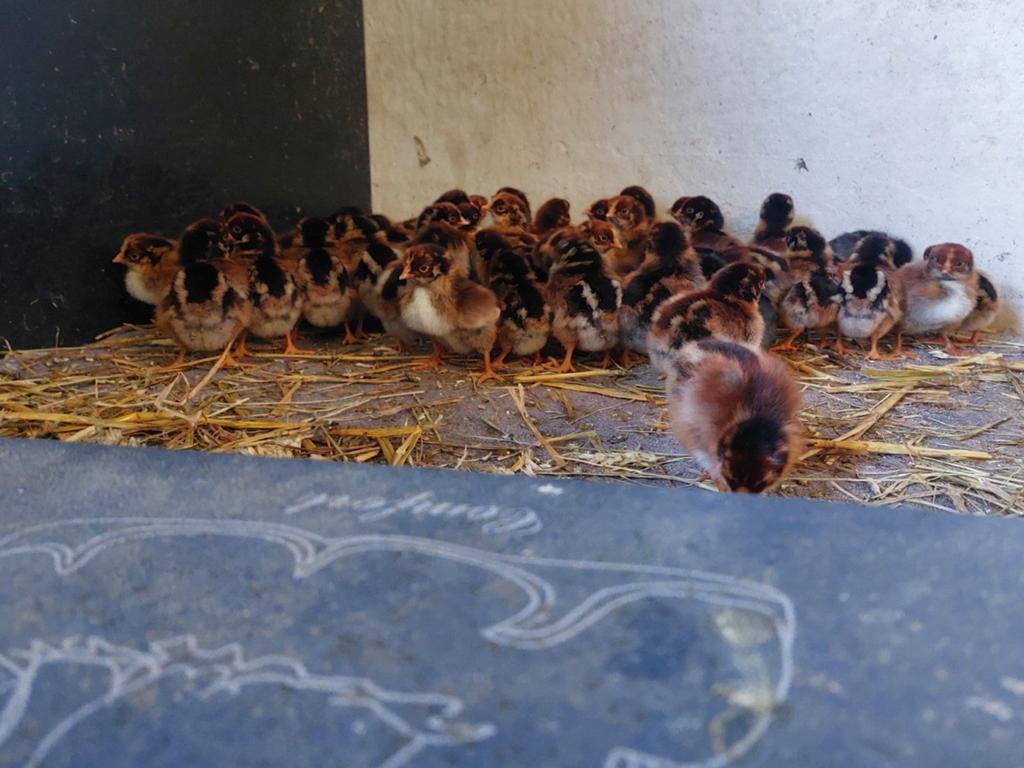 Barnevelder kuikens, Dieren en Toebehoren, Meerdere dieren, Kip