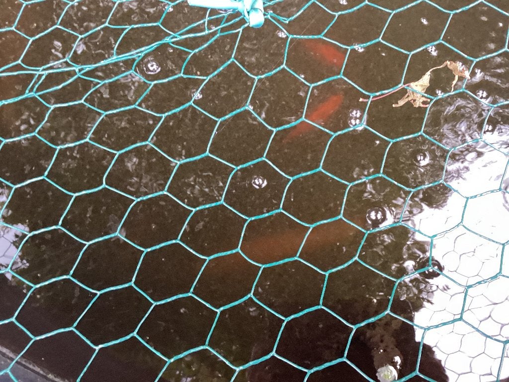 Vijvervissen, Dieren en Toebehoren, Vissen | Vijvervissen, Goudvis(sen)