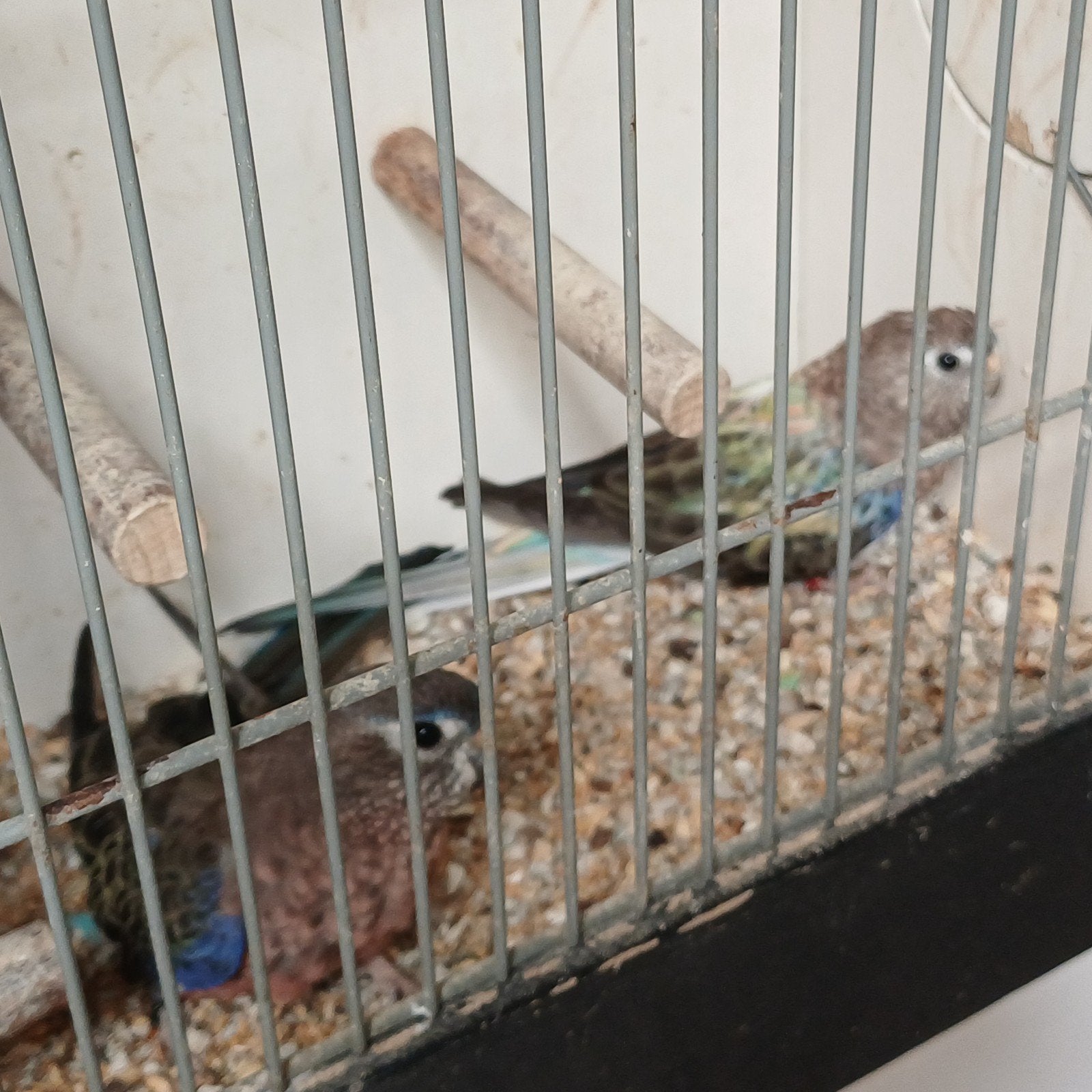 mooi koppel Bourke parkieten met blauw en gezoomdfactor., Meerdere dieren, Geringd