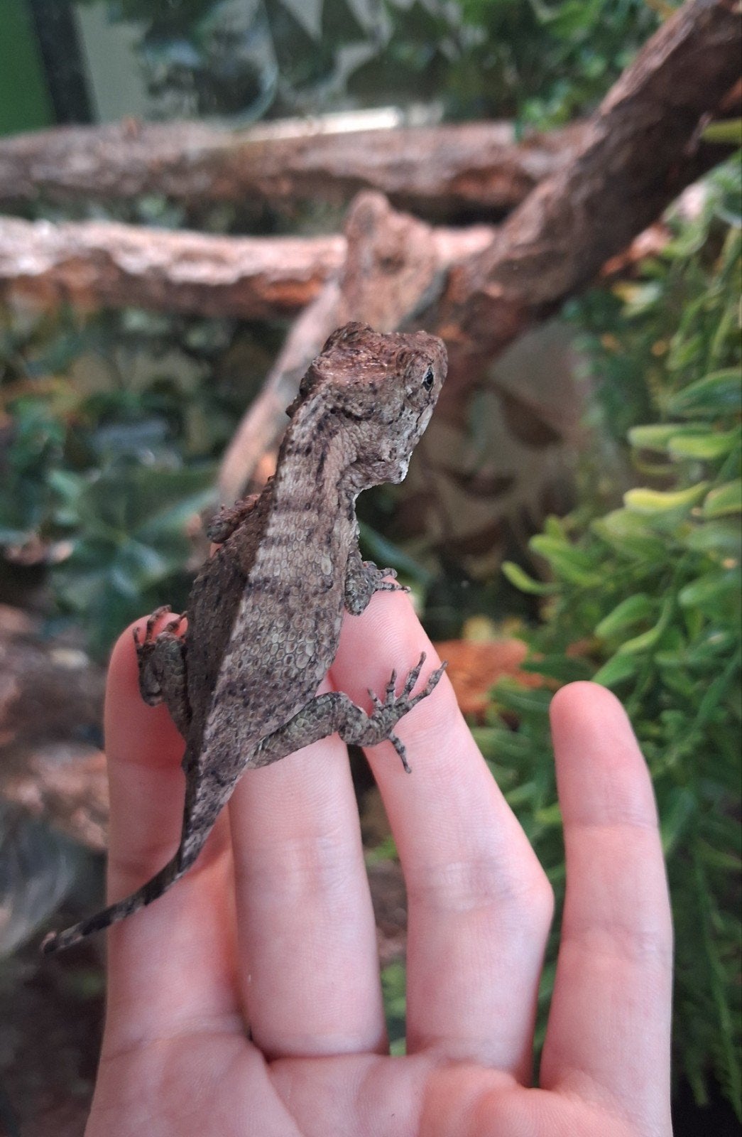 NOG 1 BESCHIKBAAR nk cubaanse valse kameleon Chameleon photo 4