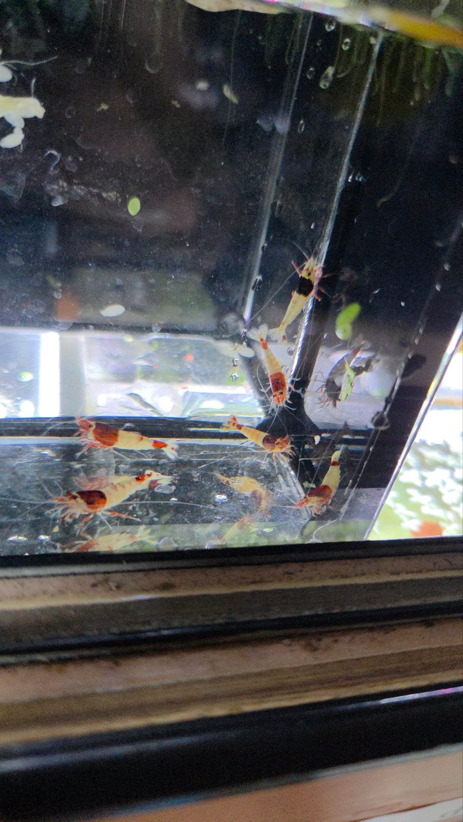 Red mosura garnalen caridina, Dieren en Toebehoren, Vissen | Aquariumvissen, Kreeft, Krab of Garnaal